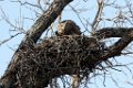 Great Horned Owl at nest